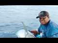 Download Lagu Big Tuna Umpan plastik Emejing