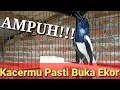 Download Lagu Pancingan Kacer Gacor Ngobra untuk Menaikkan Emosi dan Buka Ekor