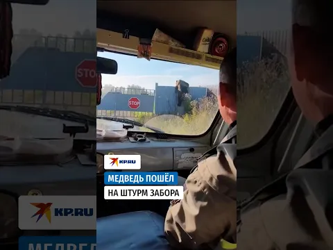 В Тайшете медведь перелез через двухметровый забор