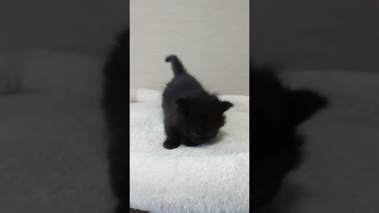 動画