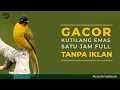 SUARA BURUNG KUTILANG TILANG GENTILANG EMAS GACOR UNTUK PIKAT DAN MASTERING