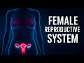 Female Reproductive System Explained Functions Organs Menstrual Cycle