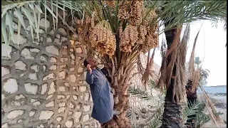 سعيد كذاب كذب الإبل فيديو جامد هههههههههههههههههههههه 