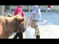 camden PD and cows