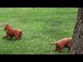 Irish Setter Puppies For Sale