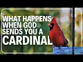What Happens When God Sends You a Cardinal