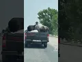 goat ass boucing twerk