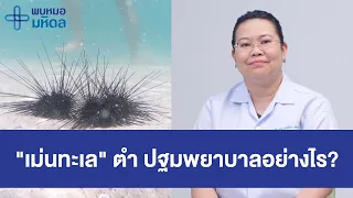 เม่นทะเลมีหนามหรือไม่ และหนามนั้นอันตรายอย่างไร