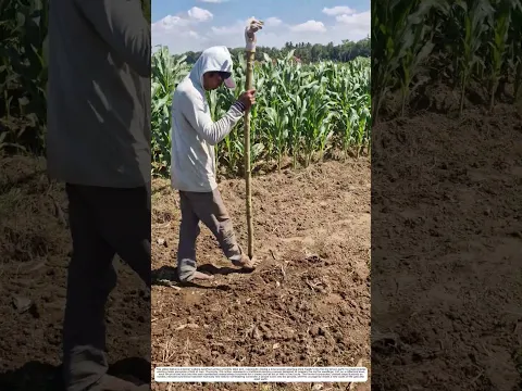 Piercing the Soil: How Sharpened Stakes Create Planting Holes