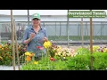 Icelandic Poppies in Johnny s Overwinter Flower Tunnel Trial