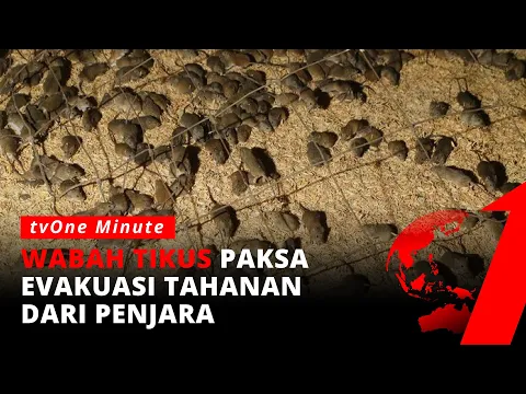 Ngeri! Wabah Tikus di Australia Paksa Ratusan Narapidana Evakuasi dari Penjara