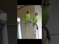 suara pikat betet Sumatra