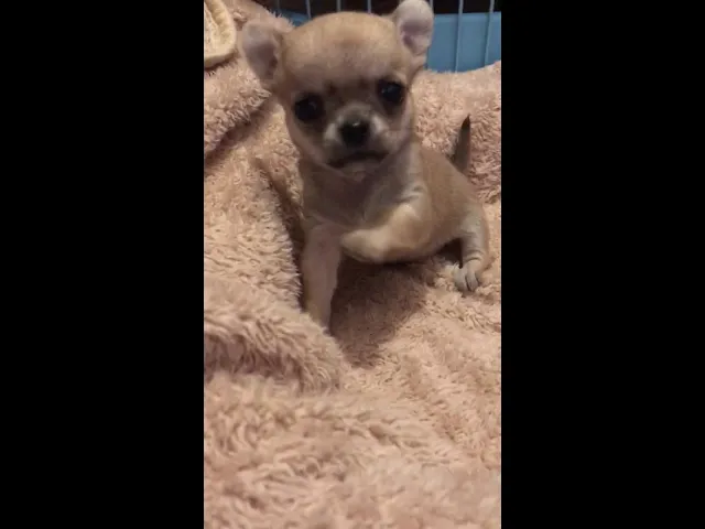 動画