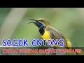 Download Lagu Kicau Sogok Ontong - Isian Banyak Durasi Panjang - Suara Lantang