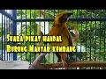 Download Lagu suara pikat burung Manyar kembang||pemikat Manyar disawah