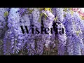 Wisteria Grow and Care Tips