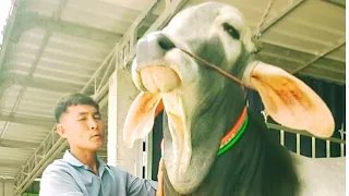 What is so special about this cow that the owner stopped selling it