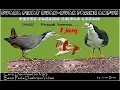 Download Lagu Suara Ruak Ruak Pikat Paling Ampuh - Kruaaak  kruwuaa . . .