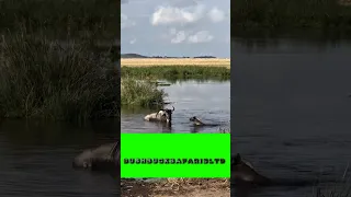 Https Www Instagram Com Reel DQ9eCysjDKa Igsh MW1uNGp1M3JyZGw1Zg 