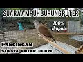 Download Lagu Suara pancingan burung puter | burung kugeruk lokal | suara keras terampuh | 100% langsung bunyi MP3