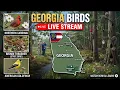 Live Georgia Field of Streams Rippling Backyard Pond Birds Blooms and Butterflies