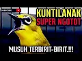 Masteran Pleci Nembak kunti