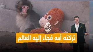 شبكات   بانش   قرد صغير تركته أمه فشغل العالم دندنها