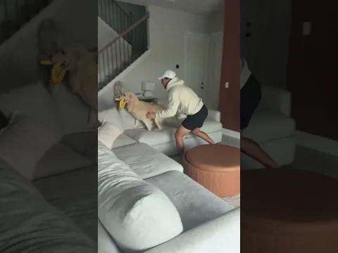 My dog may have been a monkey in a past life… #dogsofyoutube #dog #horse #cat #dogs #horses #cats