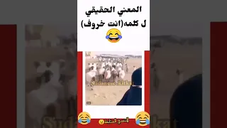 انت خروف   دندنها