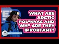 Download Lagu What Are Arctic Polynyas And Why Are They Important? - Polar Regions Uncovered