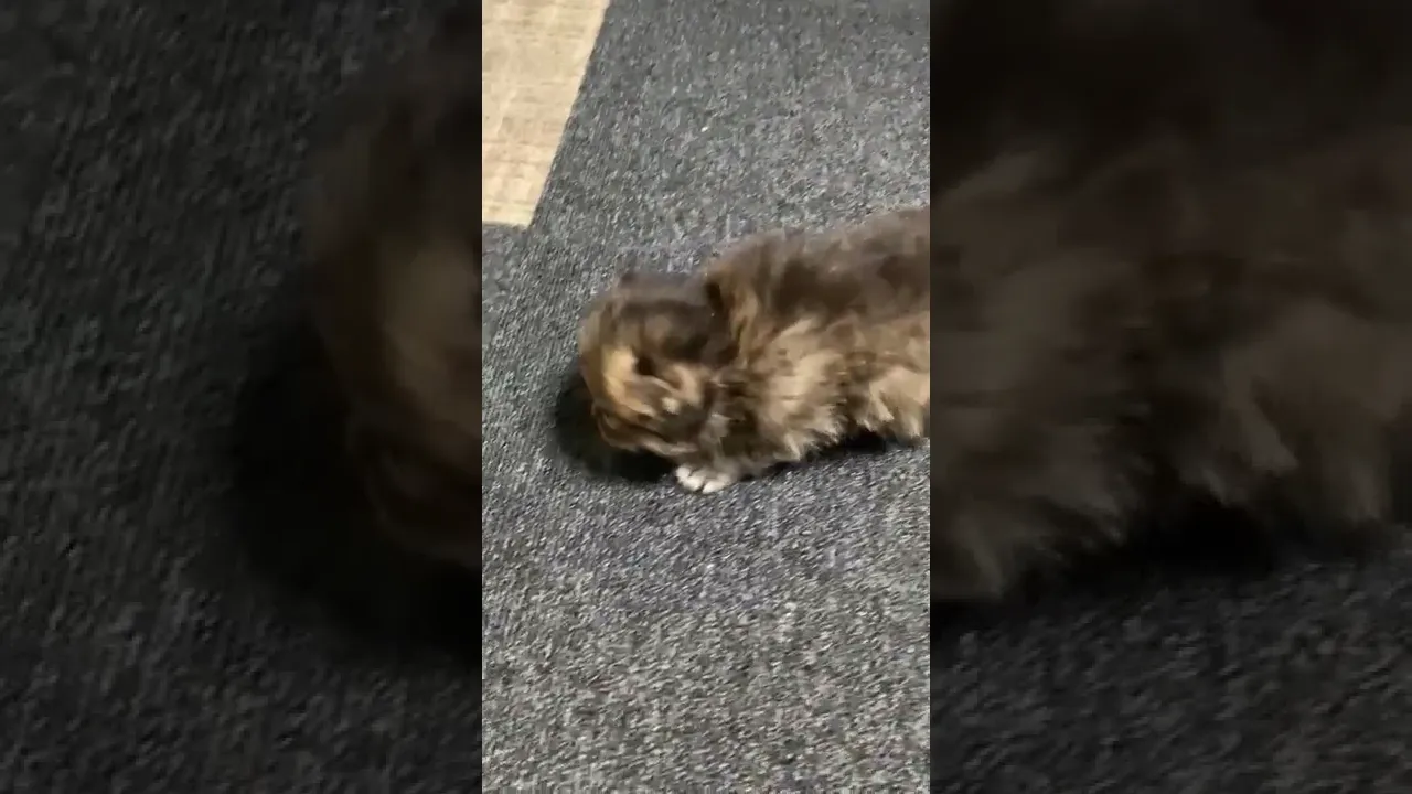 動画
