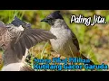 Download Lagu MP3,‼️ SUARA PIKAT BURUNG KUTILANG GACOR. PANGGILAN YANG LIAR..