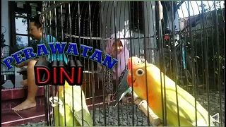 Download Tips Merawat Anakan Lovebird Umur 2–3 Bulan untuk lomba biar ngekek panjang l Breeders lovebird Indo MP3