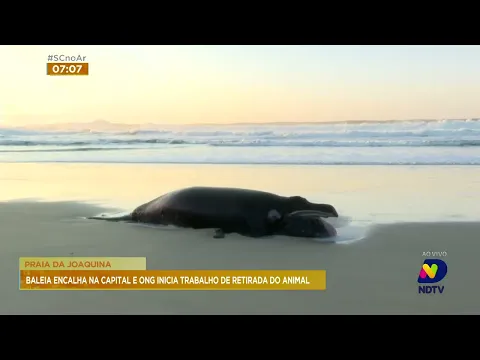 Nesta manhã de segunda-feira, ONG resgata baleia que encalhou em praia de Florianópolis