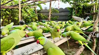 Kitchen Garden is live for parrots feeding 26/10/2026 #parrots