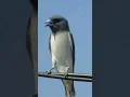 Download Lagu suara pikat burung kekep Babi dijamin langsung nyaut