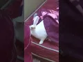 Download Lagu Where is bunny #viral🐇