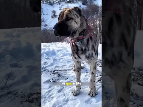 कंगाल कुत्तों ने जंगली भेड़ियों को सबक सिखाया। | Kangal Dogs Teach Wild Wolves A Lesson. | #shorts