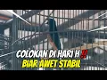 Download Lagu NYAMPE BERAPA SIH FODINGNYA UNTUK BURUNG SUJUD SEPERTI SIANIDA DI LOKASI ? JAWAB PERTANYAAN