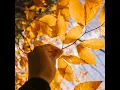 Sunny Day in Fall