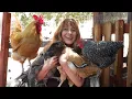 Meet My Chickens INTRODUCTION TO MY FLOCK
