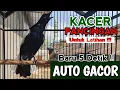 Download Lagu MASTERAN KACER GACOR FULL ISIAN !! Cocok Untuk Latihan - Pancingan Kacer Agar CEPAT GACOR NARUNG‼️