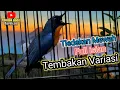 Download Lagu Tledekan Mewah Gacor Full isian|Tembakan dan variasi||Masteran tledekan/sulingan gacor