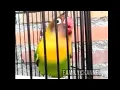Download Lagu Lovebird faigter ngekek panjang cocok buat pancing Lovebird malas bunyi