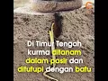 Lagu Filosofi POHON KURMA