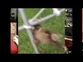 Screaming Baby Sloth Remix-TwinkieMan Competition