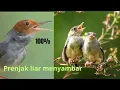 Suara pikat prenjak ampuh !! Dijamin prenjak liar menyambar