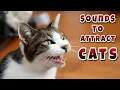 cat sounds to attract cats cat sound cat voice