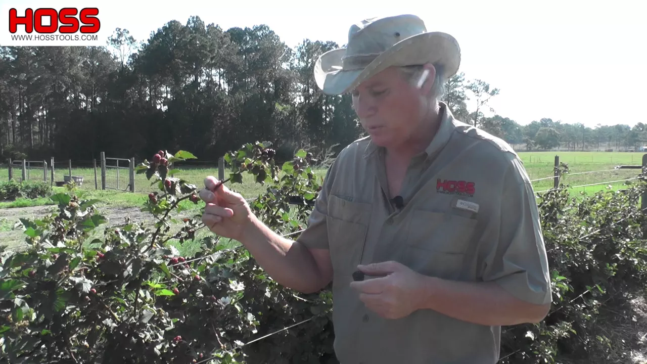 Planting Blackberries