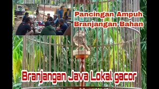 burung branjangan javanica gacor terapi branjangan bahan 1 menit auto bunyi